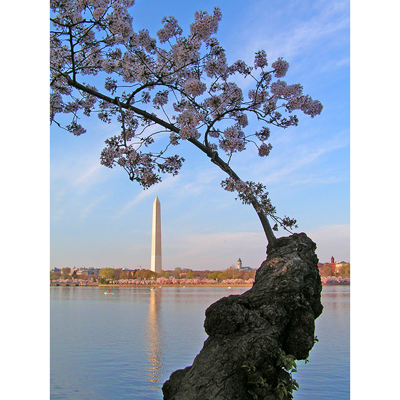 Cherry Blossoms | Washington, D.C.