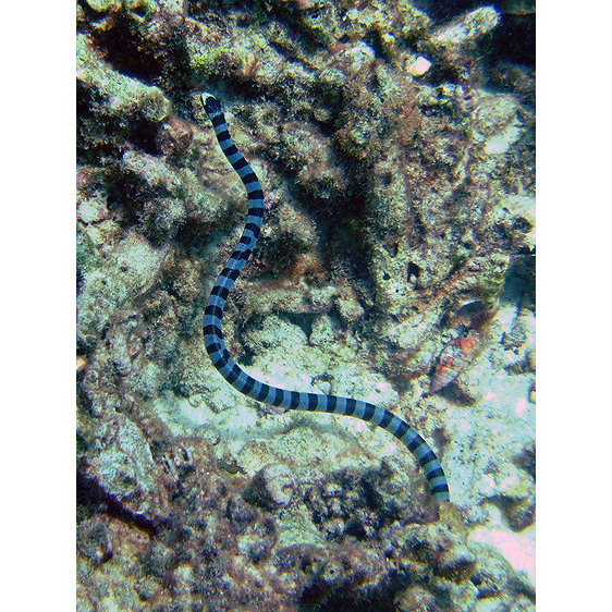 Banded Sea Snake | Thailand