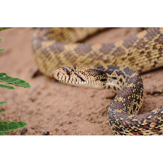 Bullsnake | Albuquerque, New Mexico