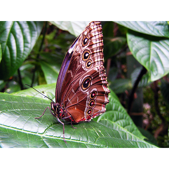 Butterfly | Vancouver, BC