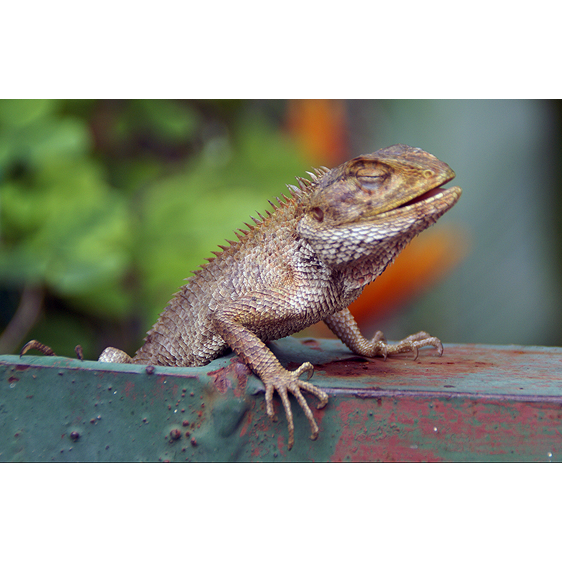 Changeable Lizard | Singapore