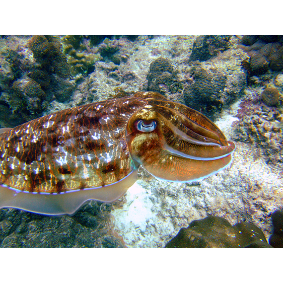 Cuttlefish | Phuket, Thailand