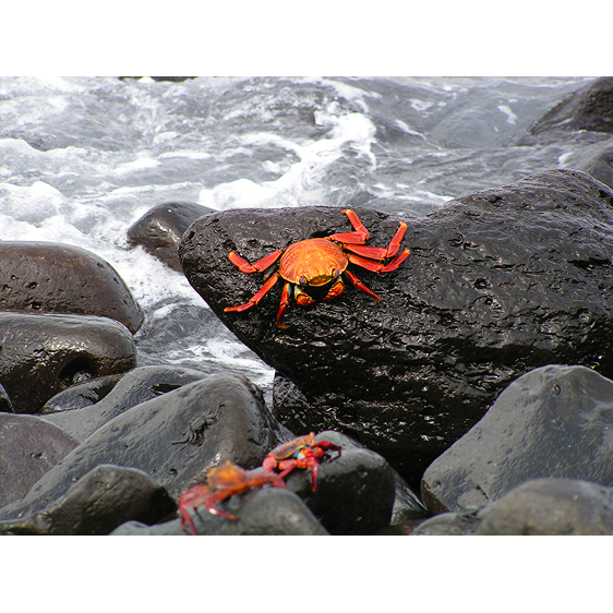 Galapagos Crabs