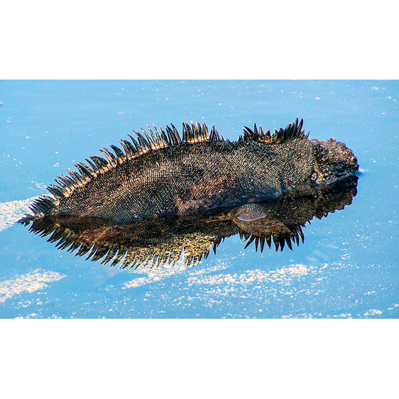 Galapagos Iguana