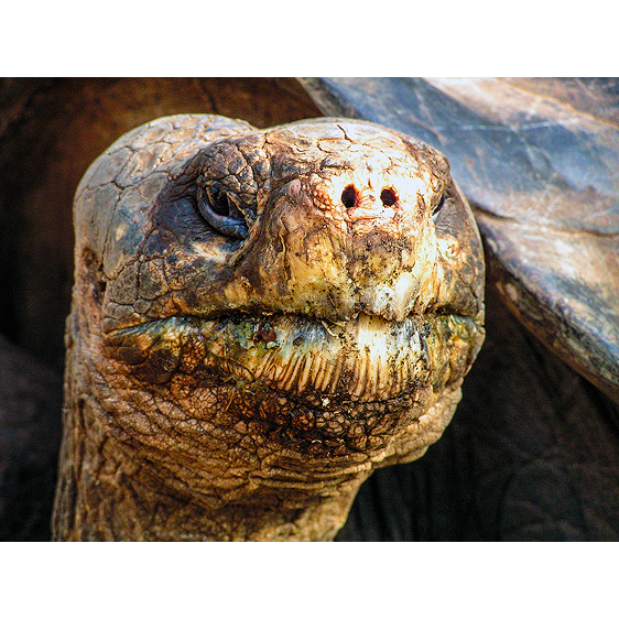 Lonesome George | Galapagos Islands