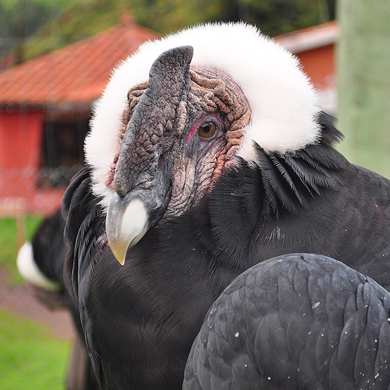 Peruvian Condor