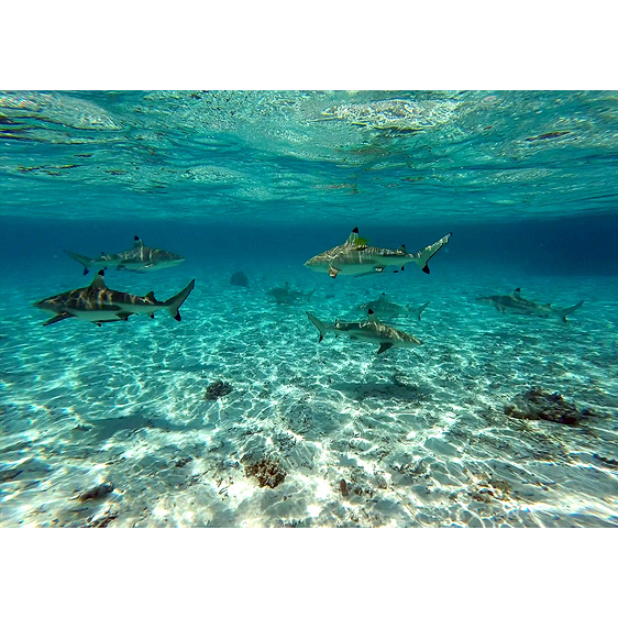 Black Tip Reef Sharks | Bora Bora, French Polynesia