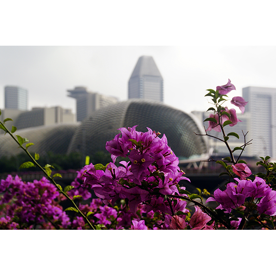 Singapore Skyline