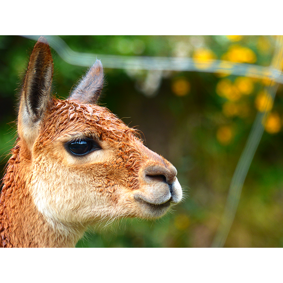 Vicuna | Peru