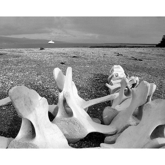 Whale Bones | Galapagos Islands