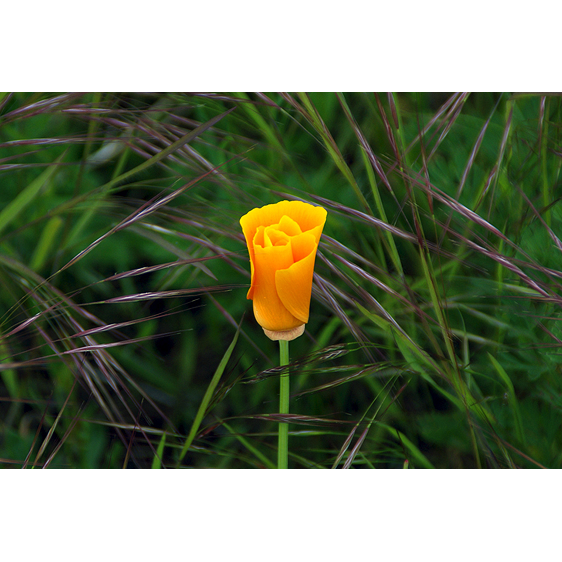 Wildflower | Lopez Island, Washington